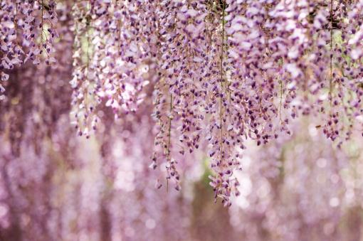紫藤——摄图