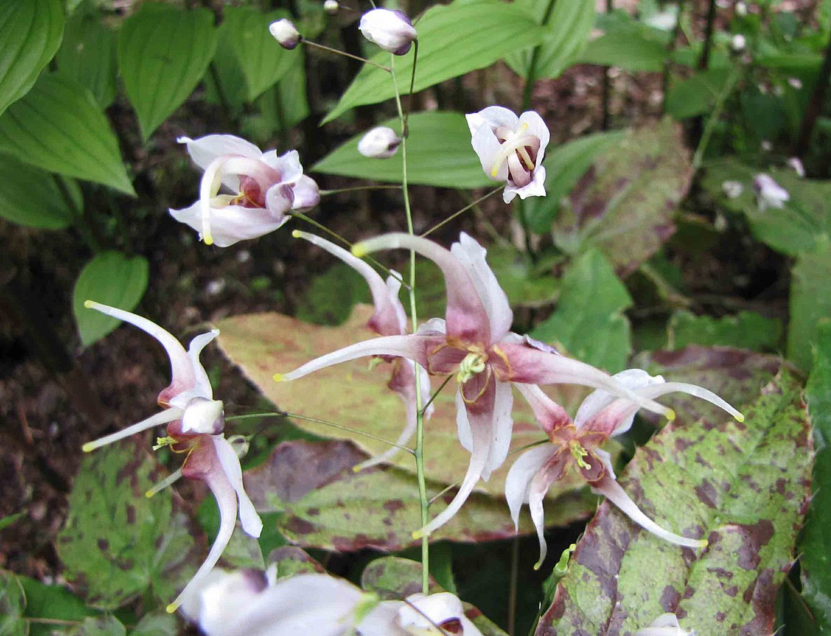 粗毛淫羊藿- 维基百科，自由的百科全书