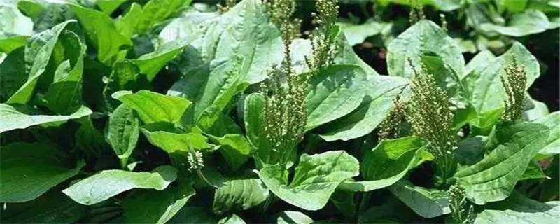 青蛙草和车前草的区别_养猪人必看