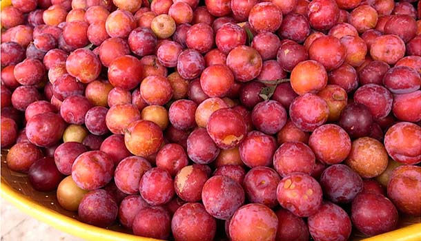 吃了李子臉紅潤！Ｑ軟多汁有學問- 康健雜誌