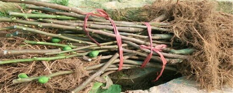 无花果树苗-自制