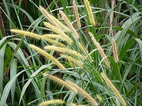 象草@ 浮雲悠悠:: 隨意窩Xuite日誌