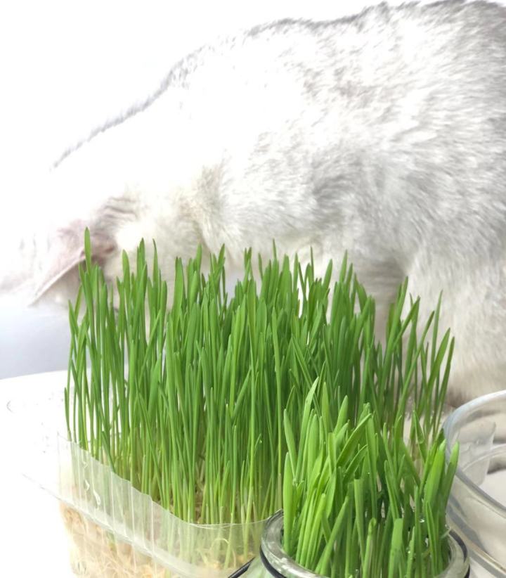 如何在家里种猫草- 知乎