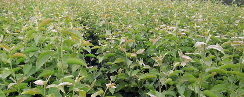 种梨树休眠期管理技巧- 致富热