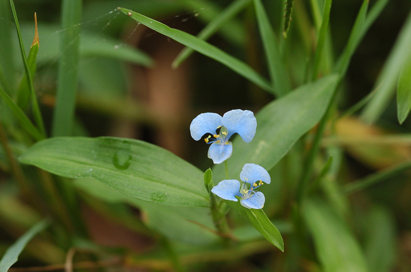 香港濕地公園- 生物多樣性- 濕地動植物- 淡水植物- 節節草