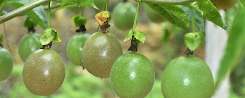 现在适合种什么水果？