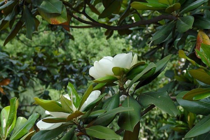 广玉兰树(木兰科木兰属植物)_搜狗百科