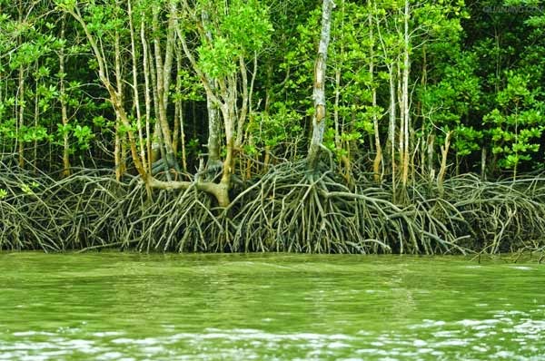 合力科学园地: 胎生植物——红树