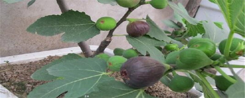 在家能种什么水果-自制