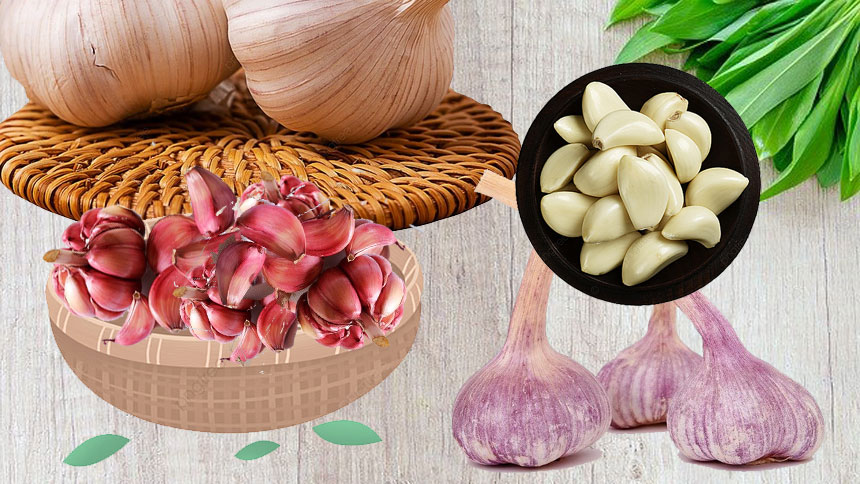 大蒜  （希望之声合成）