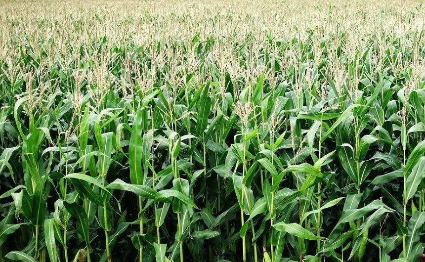 玉米（pixabay）