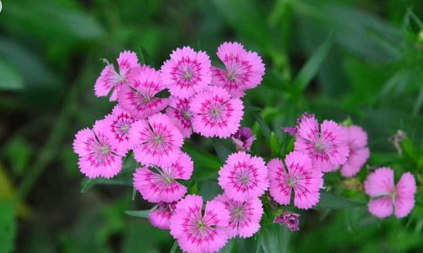 家庭赏花推荐常夏石竹，叶形优美花色艳丽，冬不枯夏不伏超级好养|绿地|常夏石竹|叶形_新浪新闻