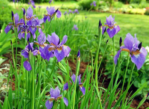 鸢尾花的花语是什么？鸢尾花的寓意和象征-花卉百科-中国花木网