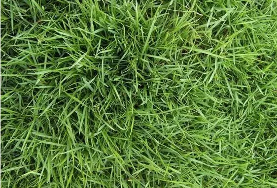 麦冬草的价值大不大- 滁州南谯区龙马草坪苗木园艺场