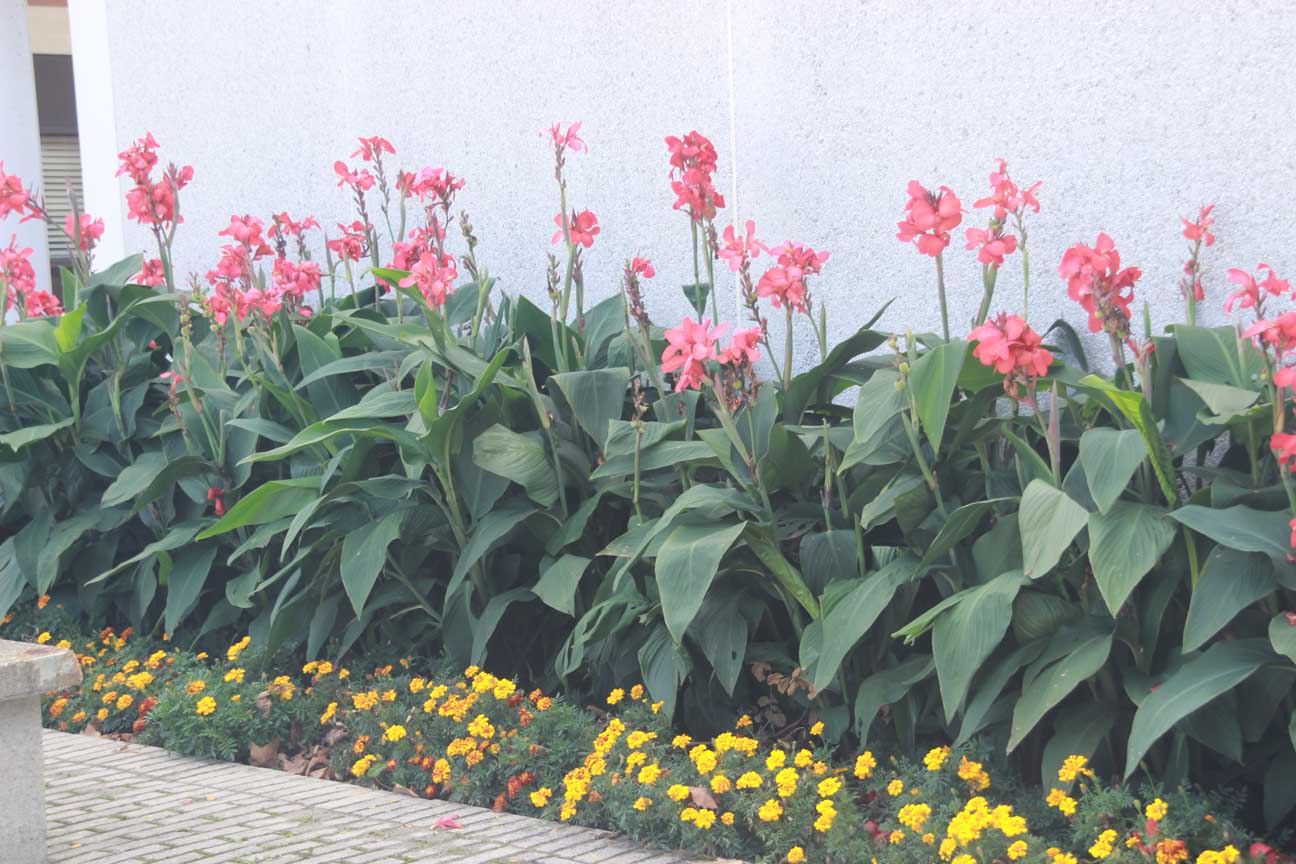 袁晓辉Rita : 美人蕉Canna 的種法