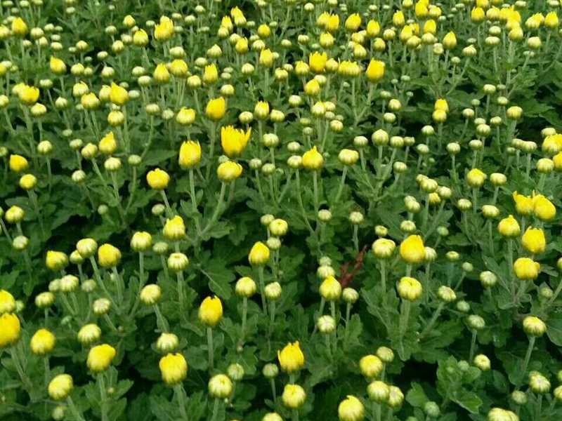 地被菊种子的购买途径?应该如何播种?-花圃日记-江苏长景园林