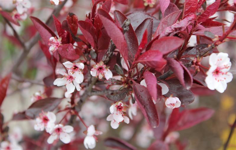 紫葉矮櫻| My Food And Flowers