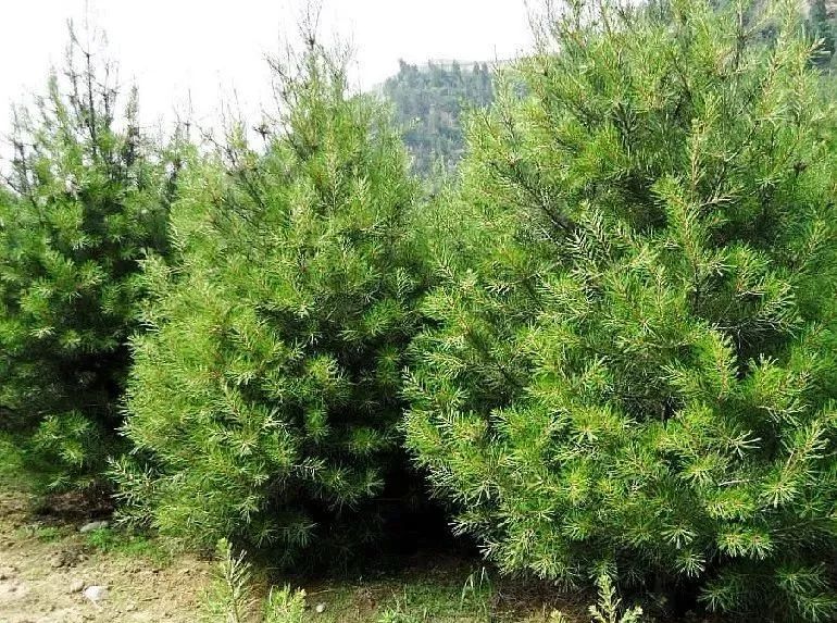 什么季节适合栽培白皮松