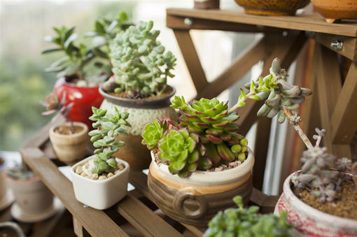 什么季节适合栽培桃蛋小苗，桃蛋小苗种植和播种的方法有哪些