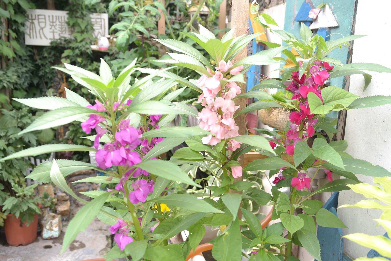 波特兰先生的博客: 简说凤仙花栽培Impatiens cultivation