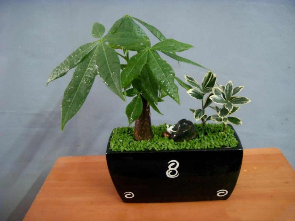 什么季节适合栽培盆栽发财树，盆栽发财树种植和播种的方法有哪些