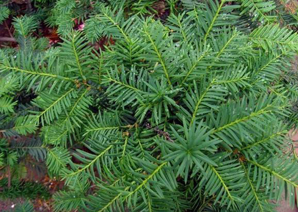 东北红豆杉树苗价格多少，东北红豆杉树苗种植和播种的方法有哪些