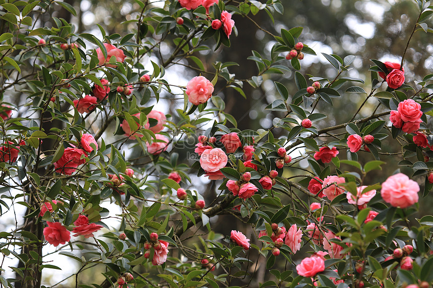 什么季节适合栽培山茶，山茶种植和播种的方法有哪些