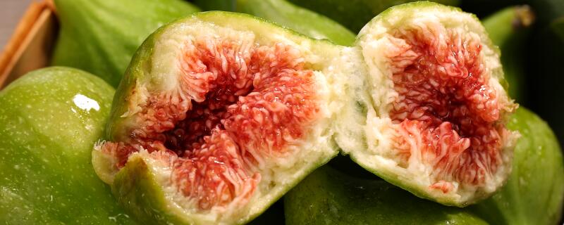 北方怎么种植无花果，无花果在哪里过冬？