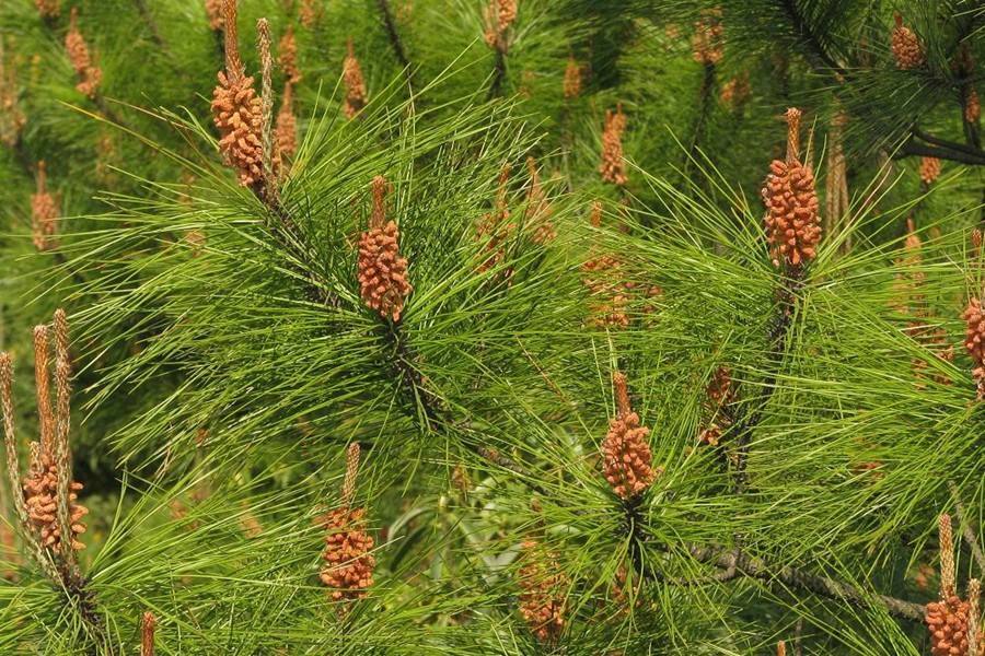 现在种植马尾松多少钱一颗,有哪些工业价值