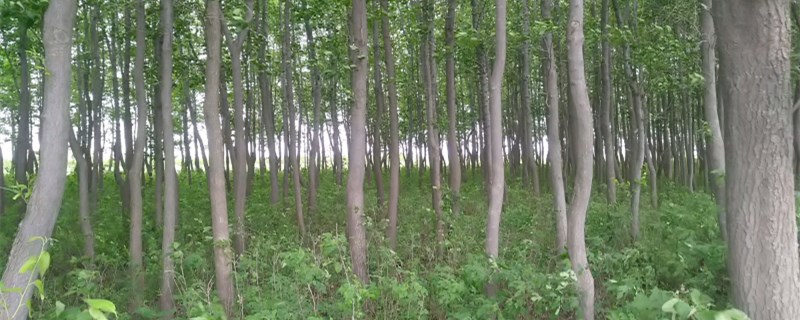 什么季节适合栽培杜仲,杜仲种植和播种的方法有哪些