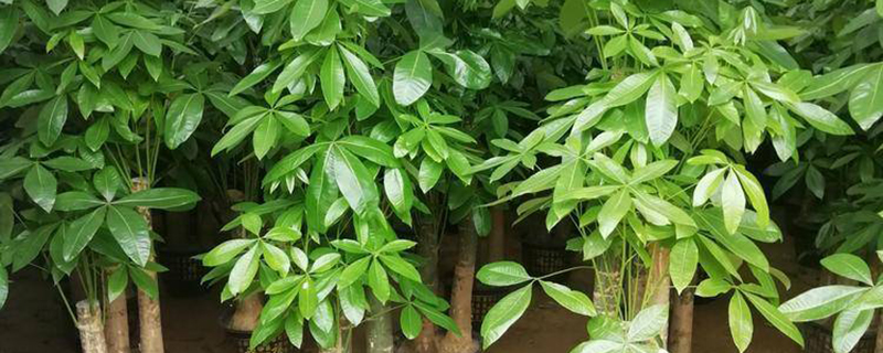 发财树和摇钱树有什么不同，哪个容易种植