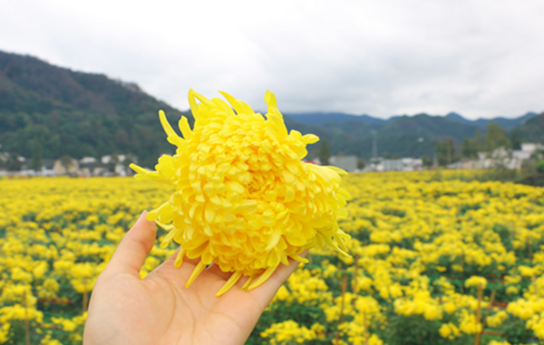 金丝皇菊怎么种植，有哪些前景