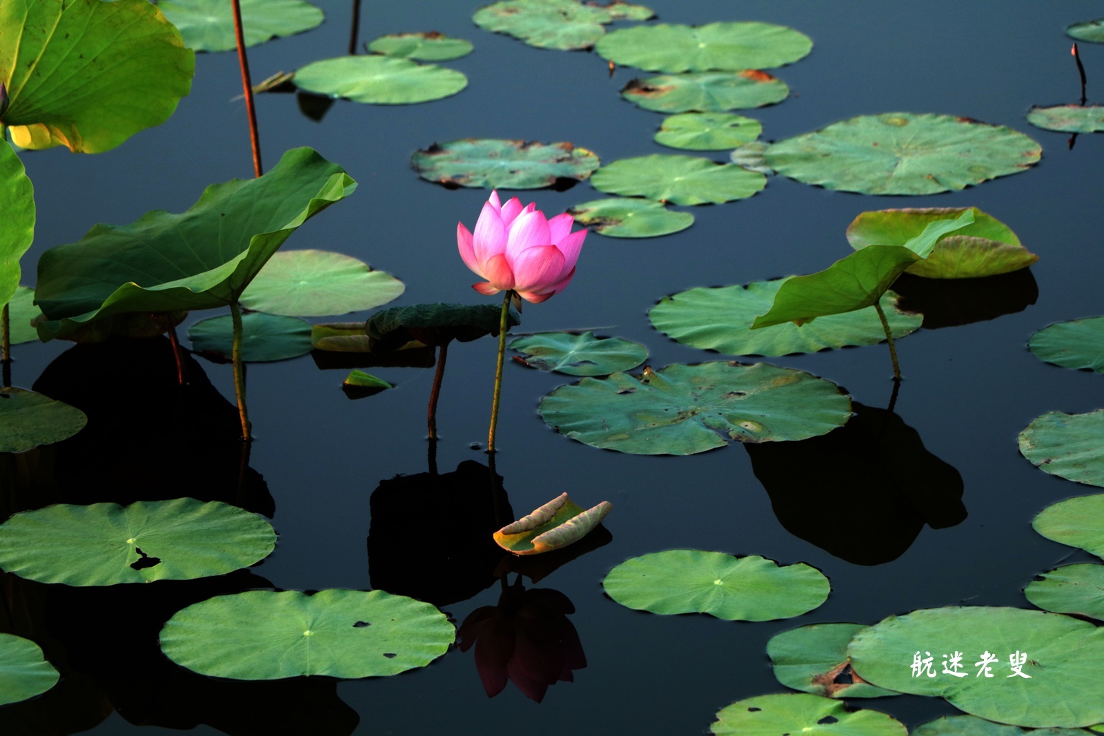 什么季节适合栽培荷花，荷花种植和播种的方法有哪些