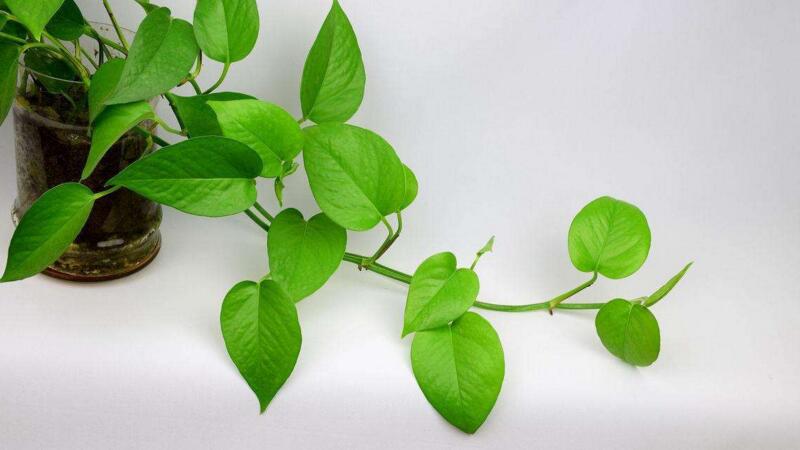 绿萝叶子有什么不同,为什么有的绿有的不太绿