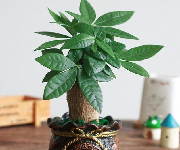 盆栽发财树有哪些方法