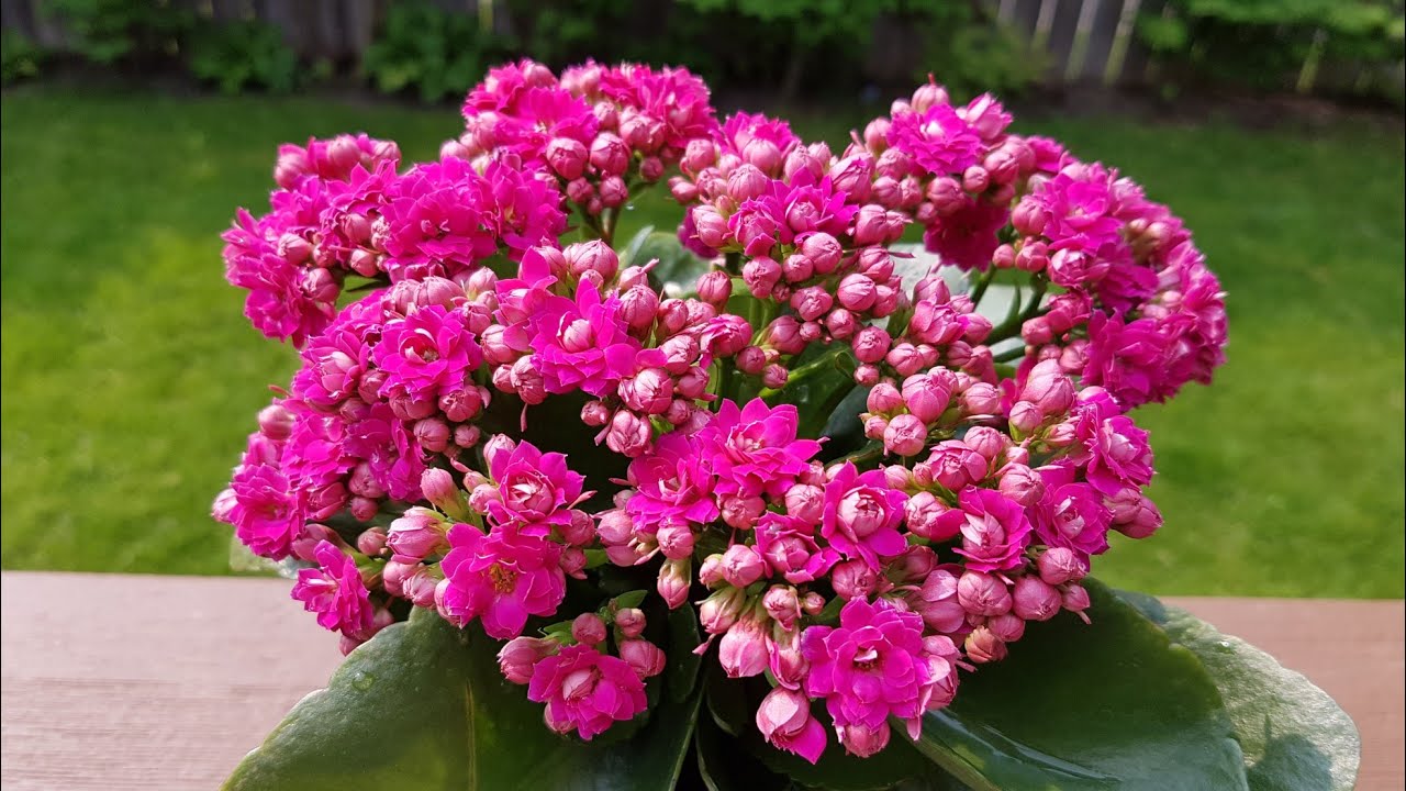 冬天如何栽培长寿花，长寿花冬天怎么生存