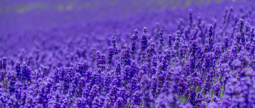 什么季节适合栽培薰衣草,薰衣草种植和播种的方法有哪些
