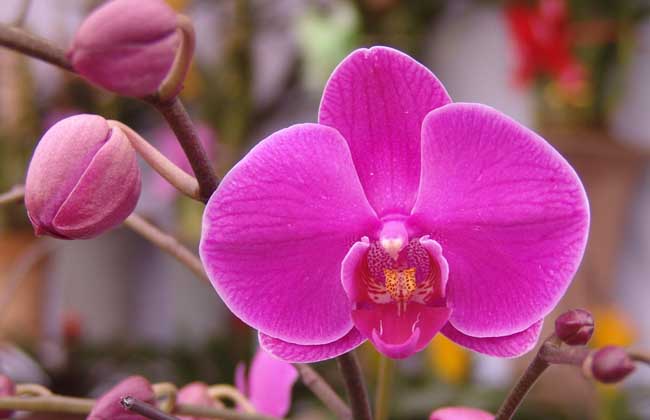 蝴蝶兰叶片发黄了怎么办,叶子发黄有哪些补救办法。