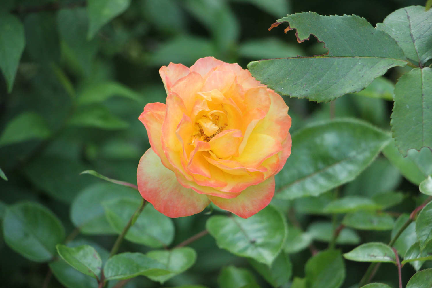 什么季节适合栽培月季花籽，月季花籽种植和播种的方法有哪些