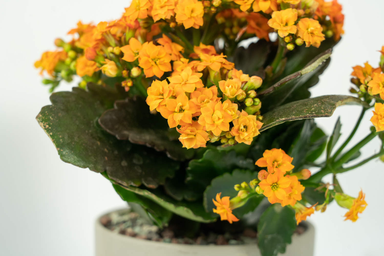 什么季节适合栽培长寿花，长寿花种植和播种的方法有哪些