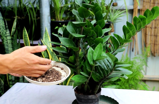 摇钱树的叶子能全部修剪掉吗？