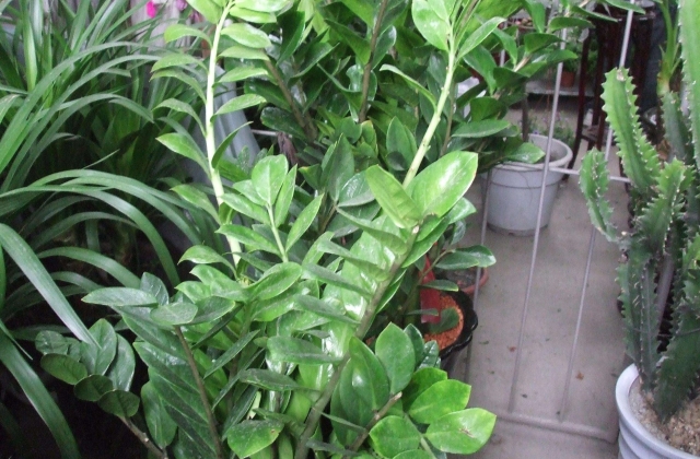 摇钱树的叶子能全部修剪掉吗？