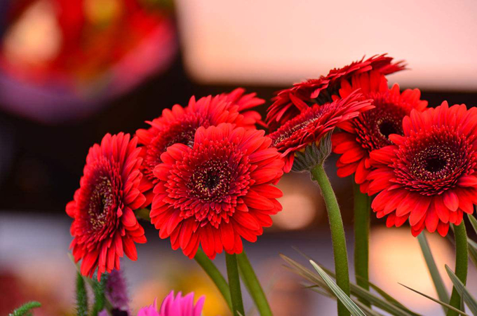 扶郎花在养殖的时候应该注意些什么