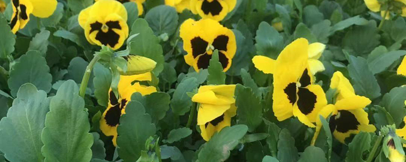 适合秋天种的花有哪些