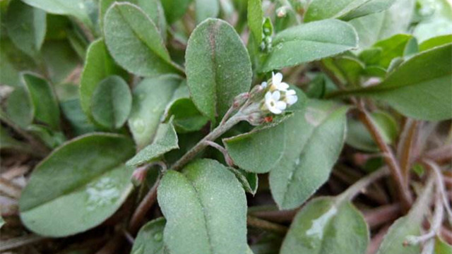 附地菜是什么，有哪些药用价值