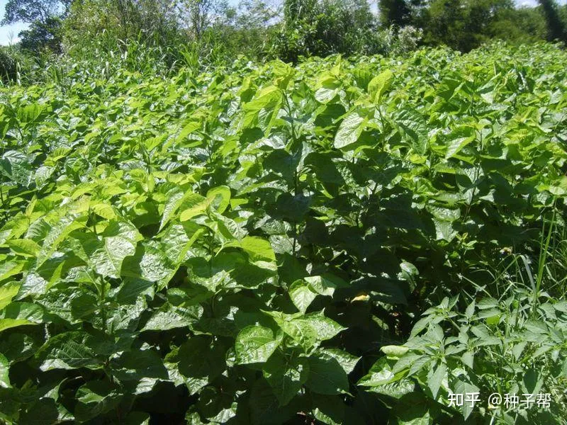 什么季节适合栽培蛋白桑，蛋白桑种植和播种的方法有哪些