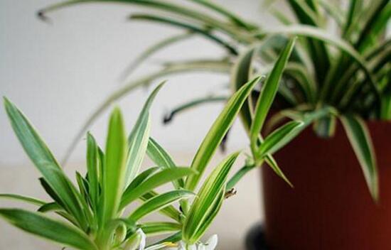 哪种花适合懒人养，有哪些懒人养的花