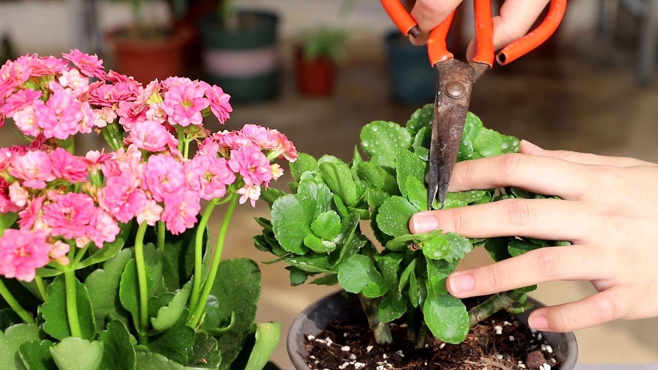 哪种花适合懒人养，有哪些懒人养的花