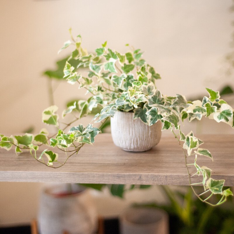 卧室适合放哪些植物，能放常春藤吗