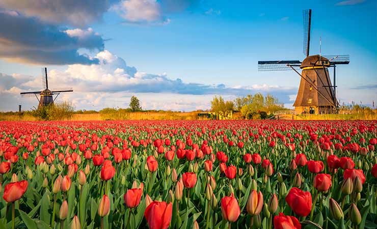 适合春天养的花有哪些，春天能养的花